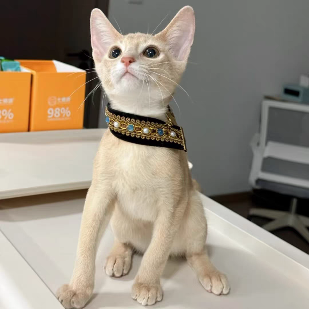 猫舍直销批发价格出售阿比西尼亚猫